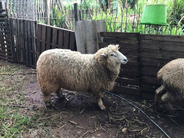 Lote 3 ovelhas e 1 carneiro