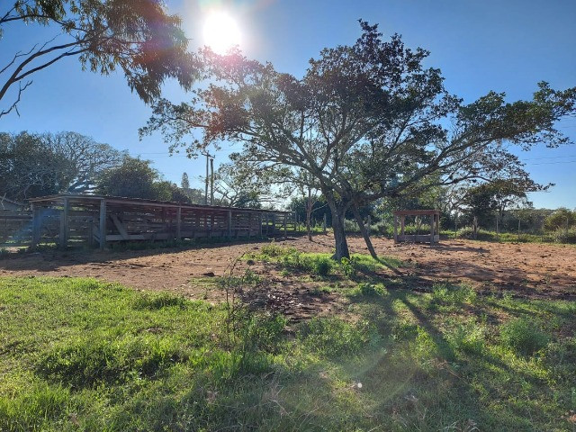 Velleda oferece 4 hectares c/ campo ideal para cavalos ou ovelhas, luz CEEE - Foto 17