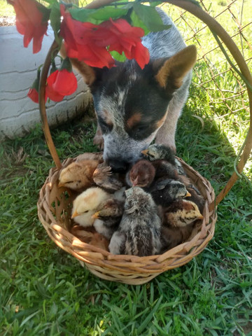 Vendo pintinhos - Foto 4
