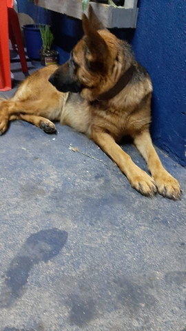 Vendo fêmea de capa preta pelo curto - Foto 3