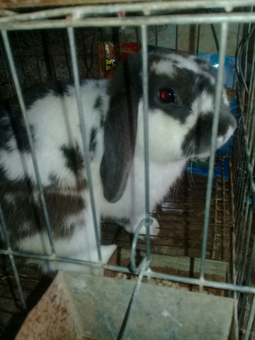 Mini lop macho adulto / Viamão - Foto 3