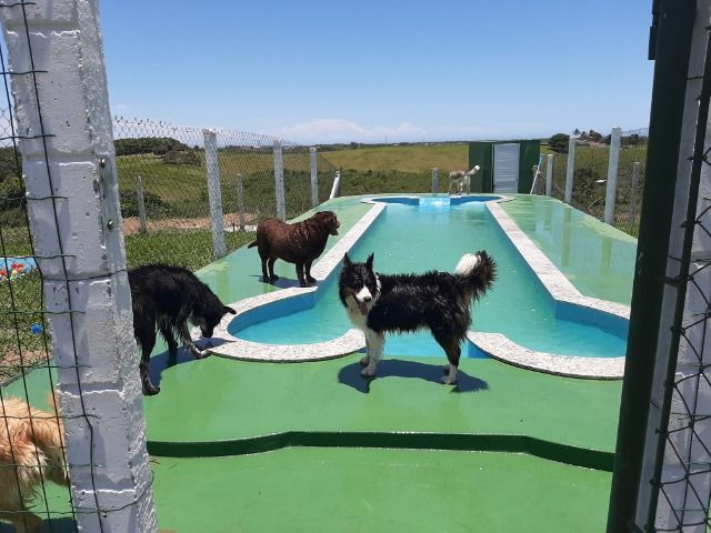 Hotel pet e Adestramento com maior e melhor estrutura do estado