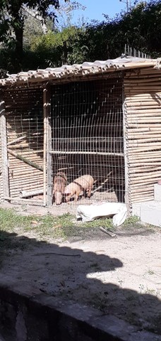 Vendo casal de porcos em Silva Jardim