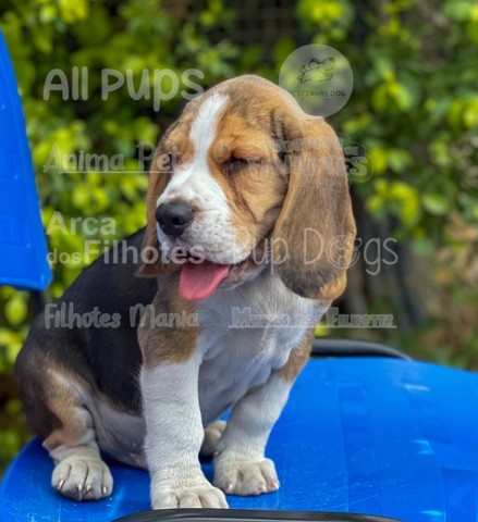 Beagle, adquira hoje mesmo o seu amor de 4 patas! - Foto 2
