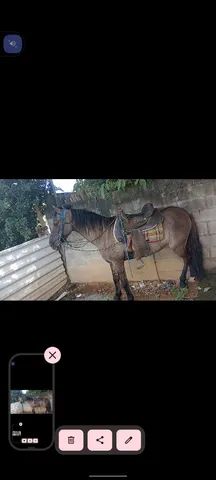 Cavalo mangalarga 