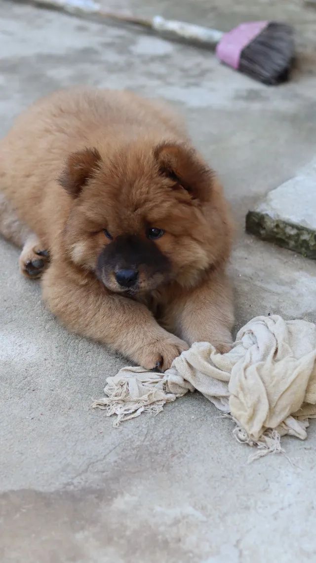 CHOWCHOW