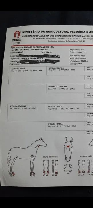 MANGALARGA MARCHADOR FILHO DE FAVACHO ÚNICO - Foto 6