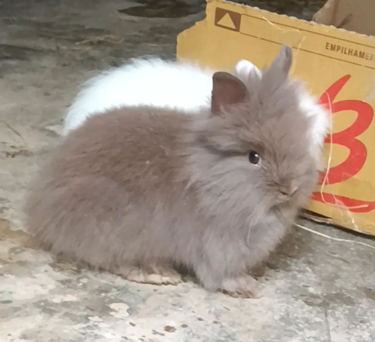 Coelhinho mini Teddy cinza e chocolate  - Foto 2