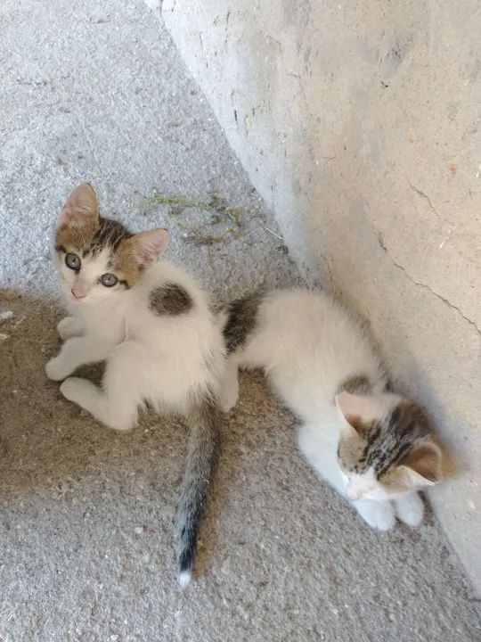 Estou doando esses dois gato são macho entregamos na sua casa 