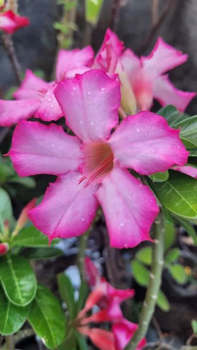 Mudas de Flor do deserto