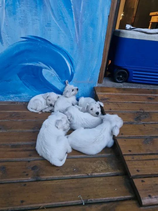 Schnauzer branco - Foto 2