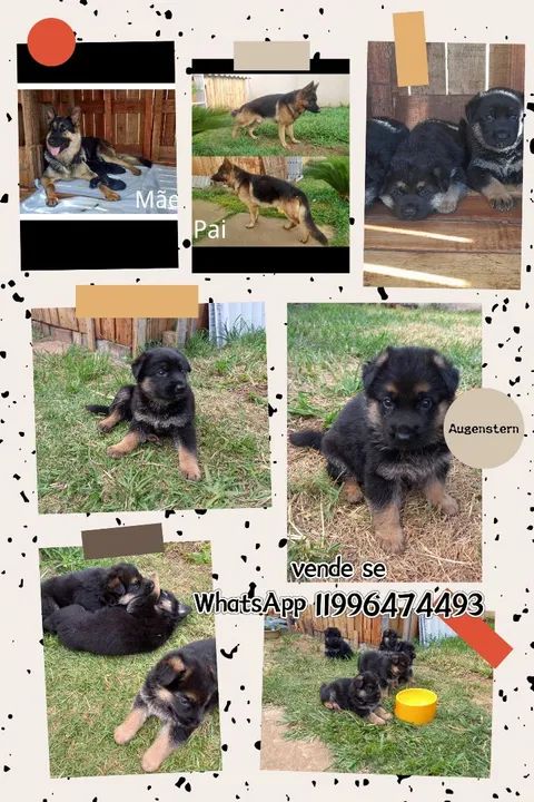 Filhotes Pastor Alemão