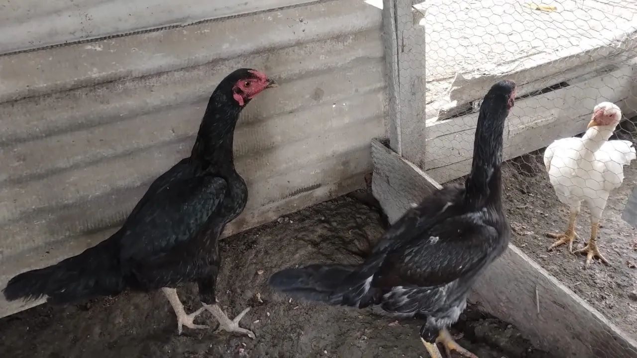 Galinhas de raça carioca 