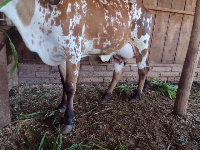 Vaca de leite, primeira cria - Foto 4