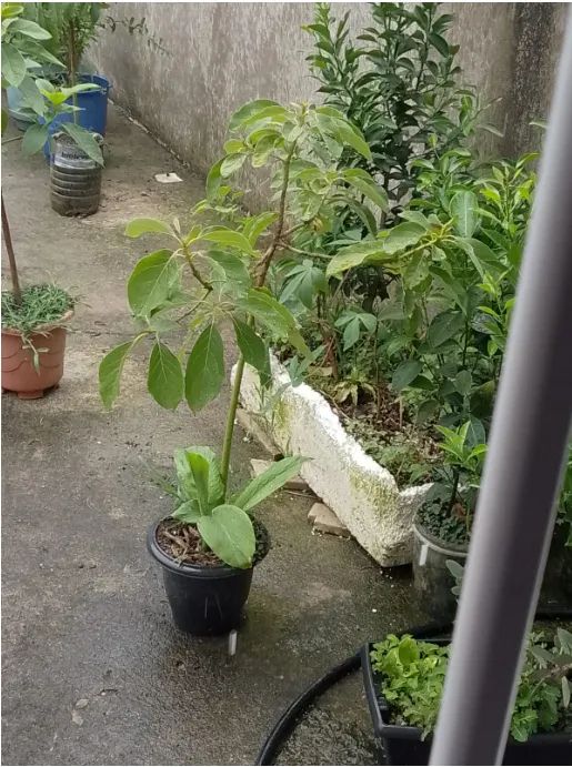 Frutiferas - 58 mudas diversos tamanhos - Muito barato. - Foto 3