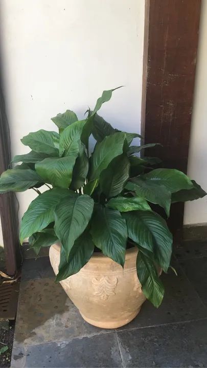 Vaso com planta  - Foto 3