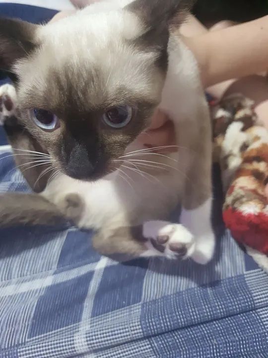 Gatinho Siamês disponível para adoção - Foto 2