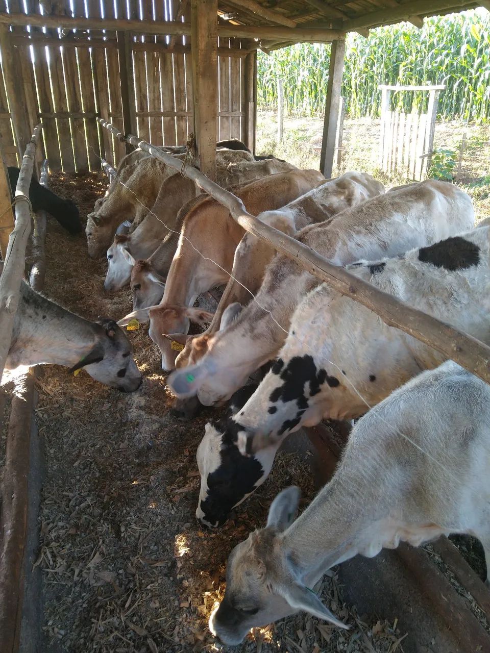 Vende-se bezerros - Foto 2