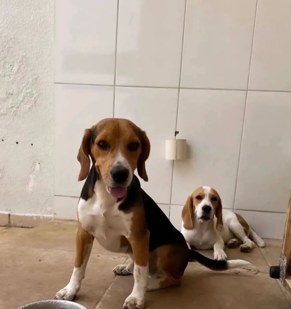 BEAGLE COM PEDIGREE | Casal Beagle  - Foto 3