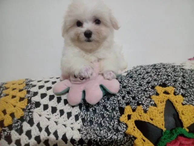Lindos filhotes maltes cãozinho ideal para apto, crianças  - Foto 3