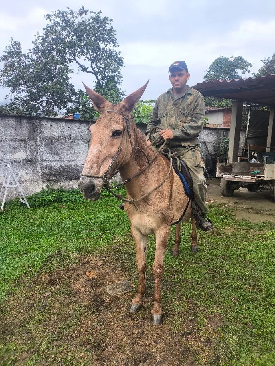 Mula para trabalho ou lazer - Foto 2
