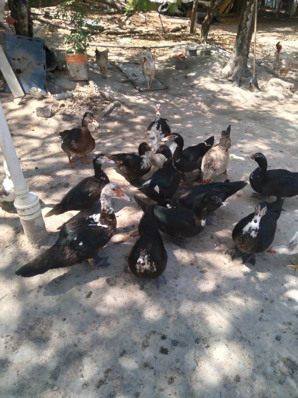 Patos para consumo e criação 