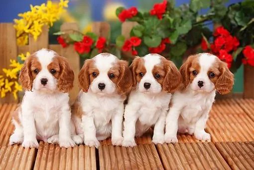 Cachorrinhos de Cavalier King Charles 