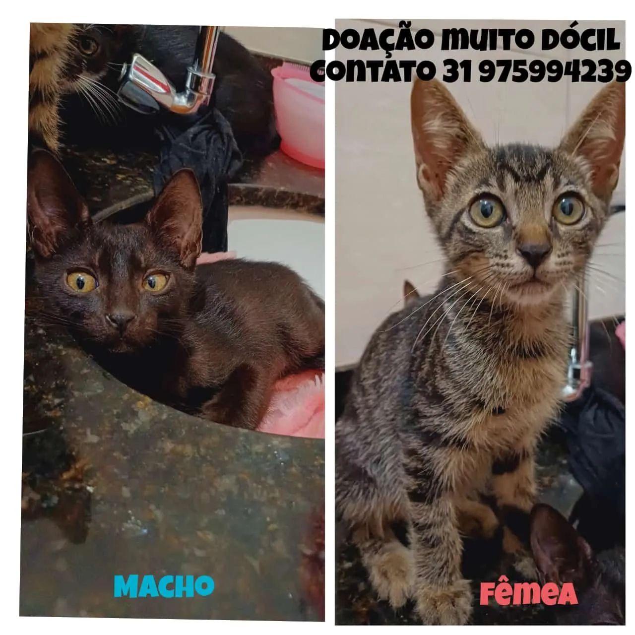 Dois gatinhos fofinhos para adoção