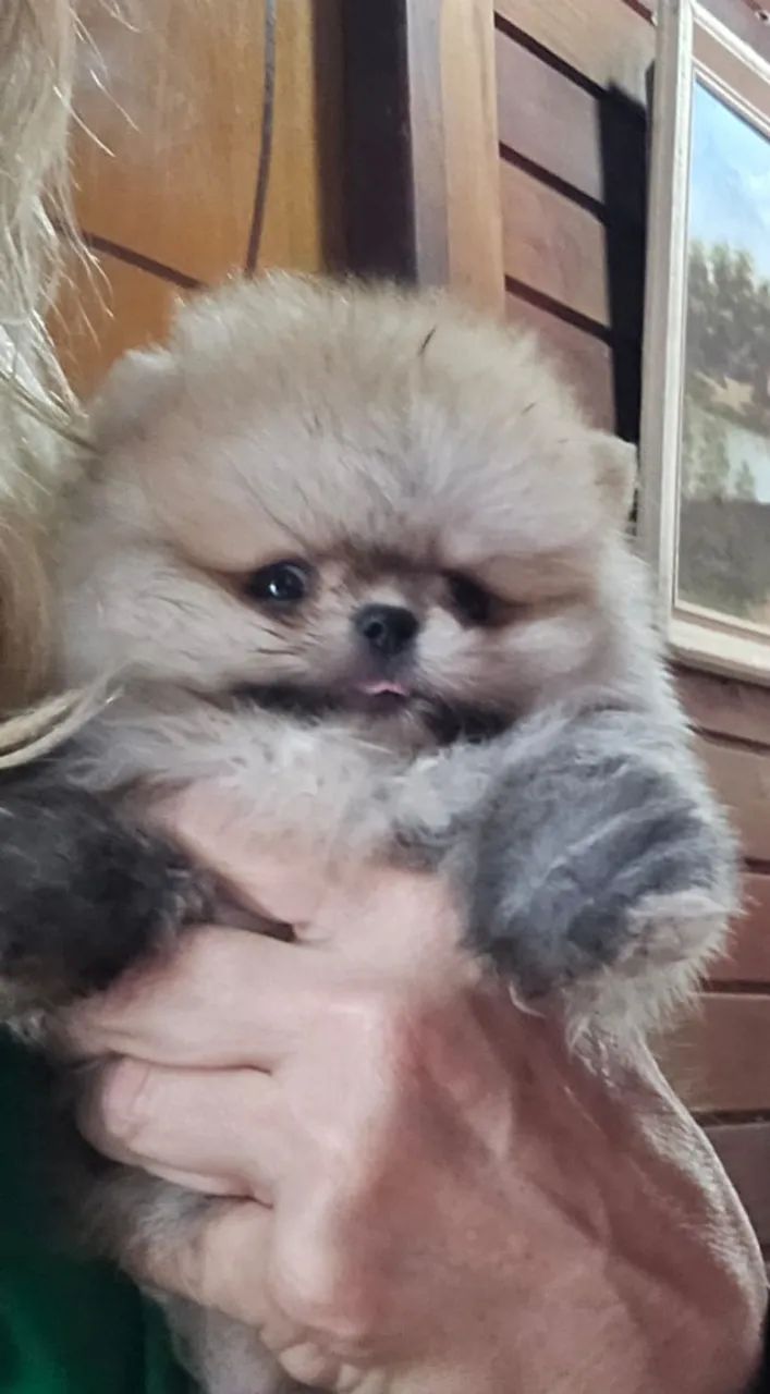 Spitz Alemão/Lulu da Pomerânia,machos castrados cor diversas!Filhotes c/excelente Pedigree - Foto 5