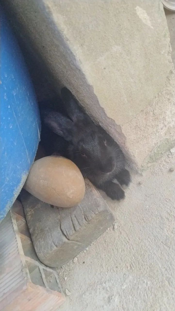 Vendo coelhos  - Foto 3