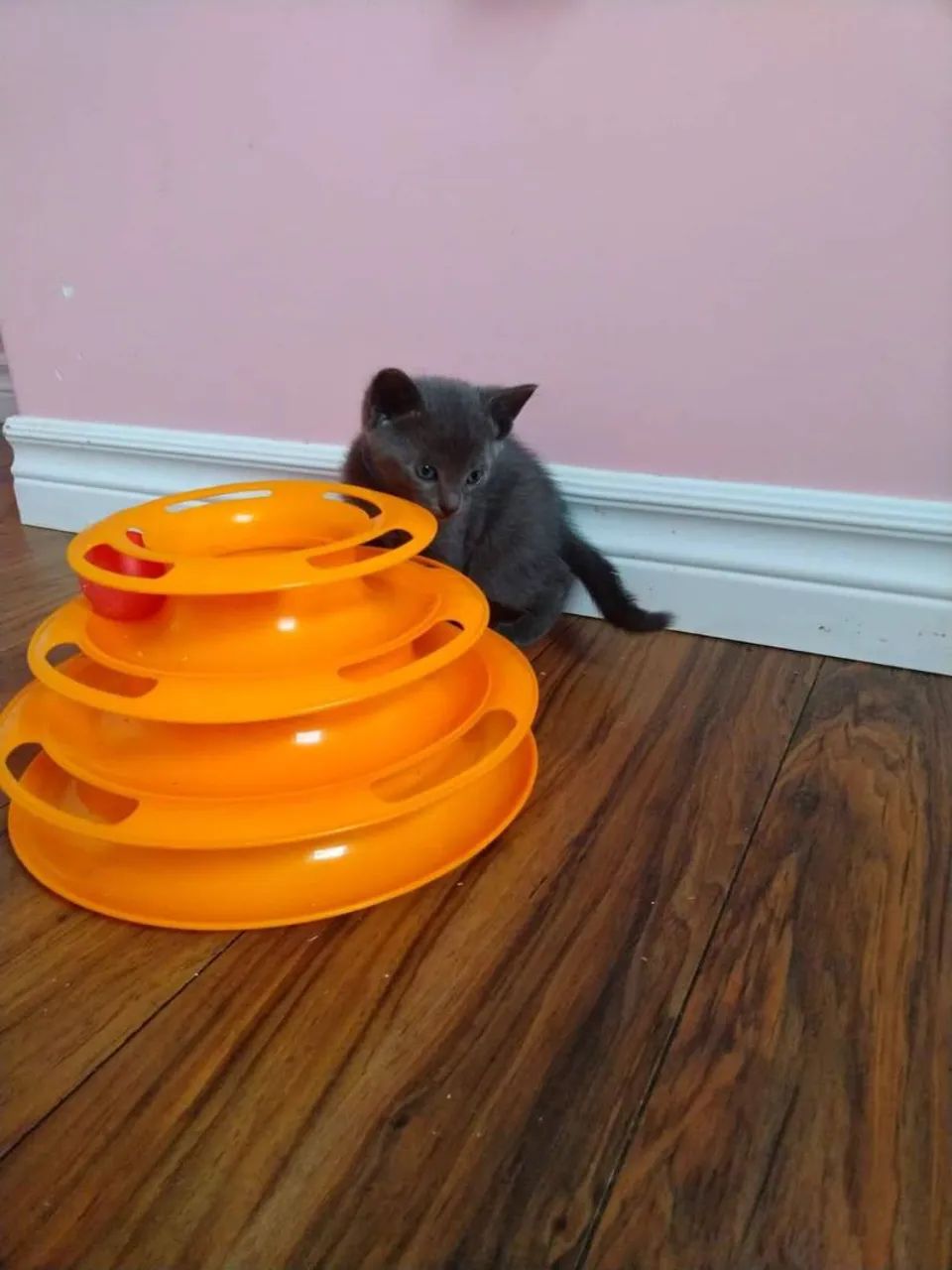 Filhotes Russian Blue disponíveis 2 meses - Foto 4