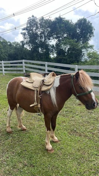 Pônei macho tubiano - Foto 4