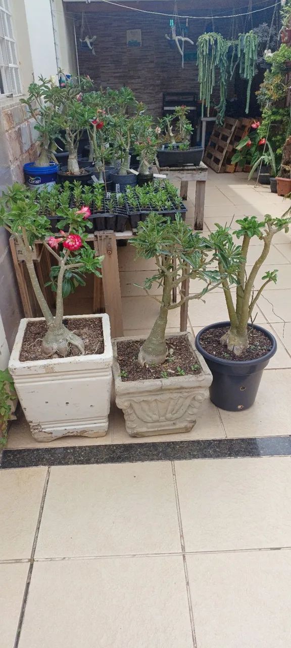 Rosas do deserto  - Foto 6