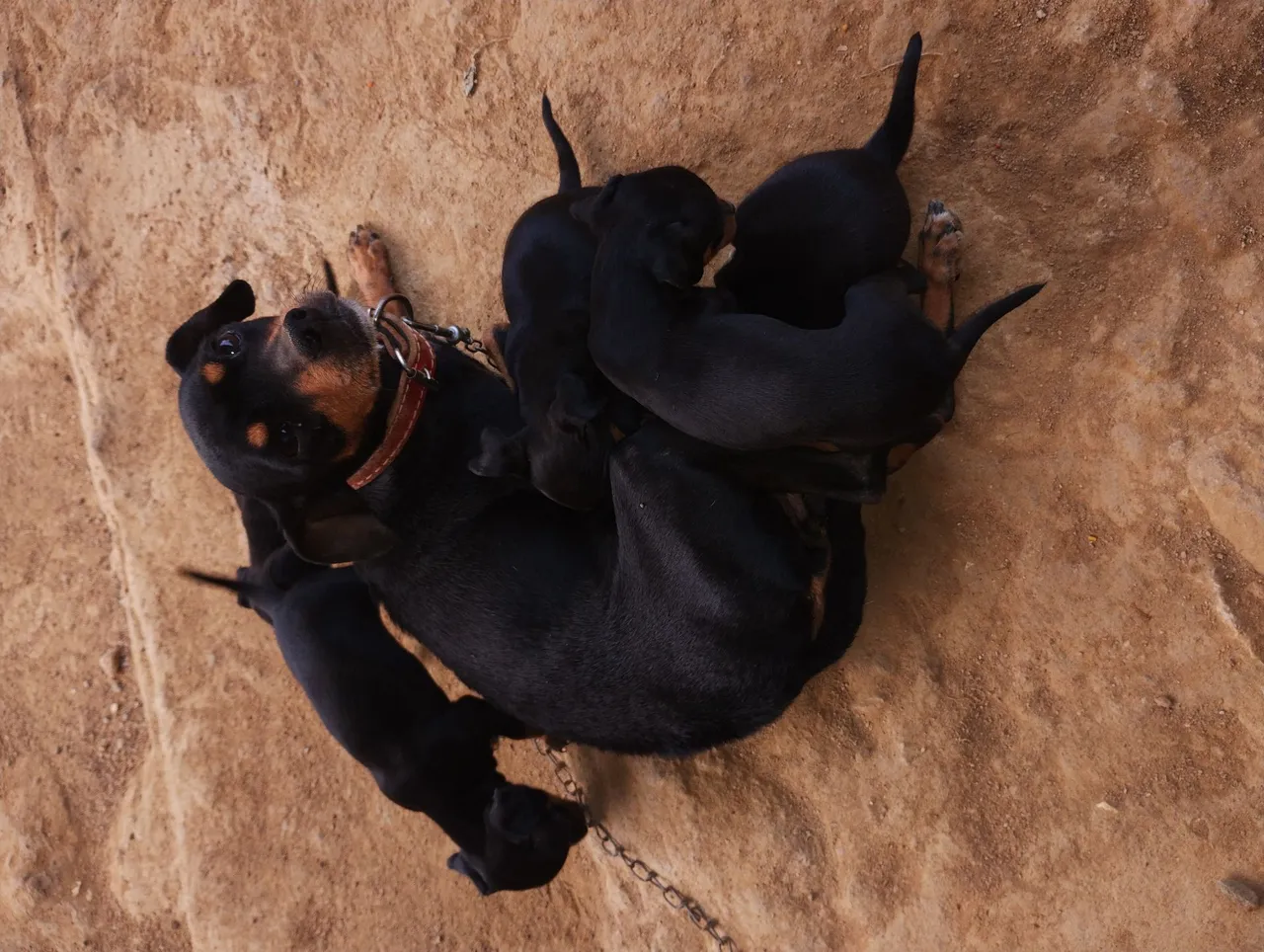 Filhotes de pinscher para adoção 4 fêmeas 1 macho se possível levar todos e a mãe