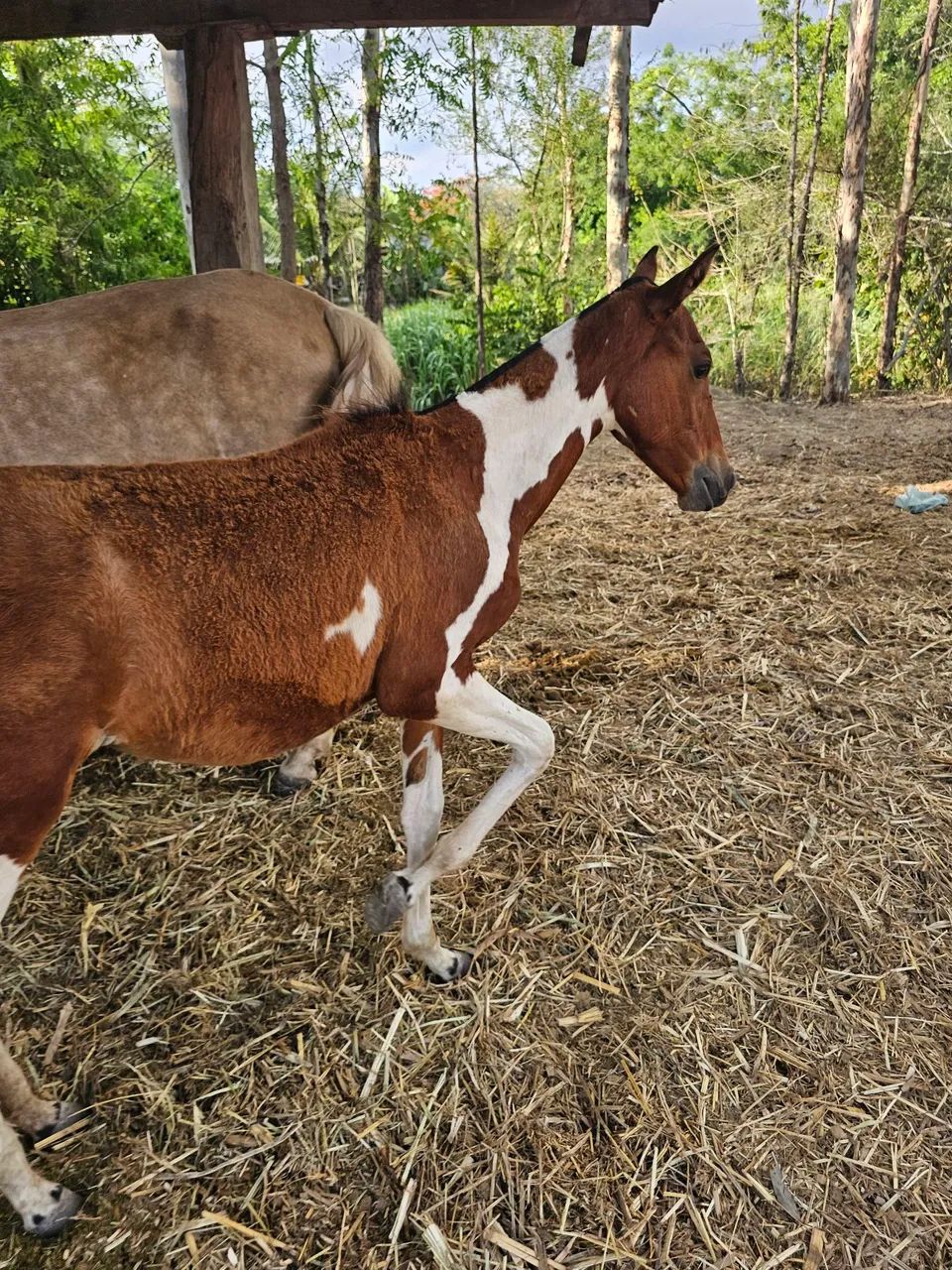 Linda potra mangalarga  - Foto 3