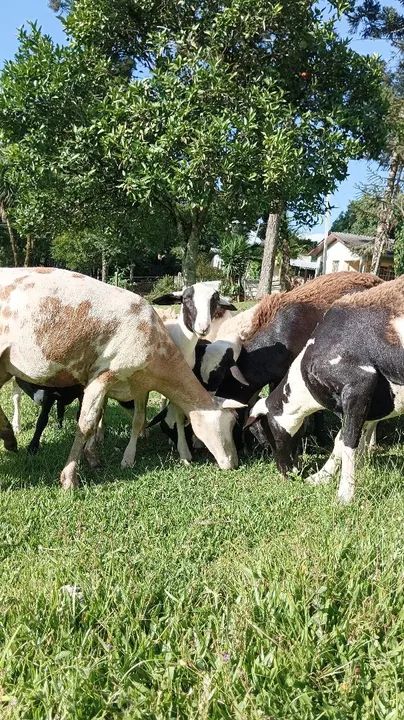 Venda de carneiros raça dorper com Santa Inês 