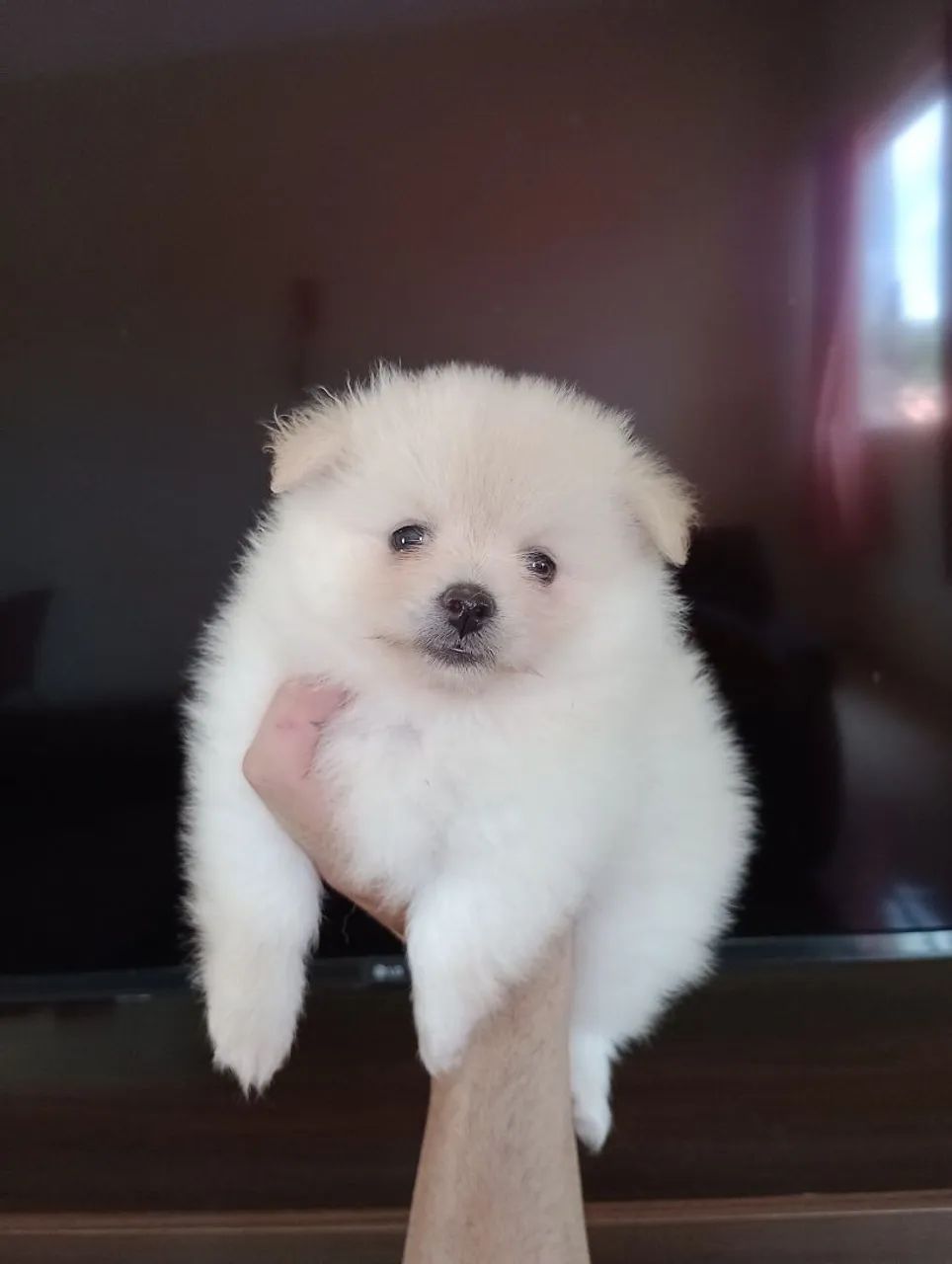 Filhote de Spitz Alemão- fêmea  - Foto 3