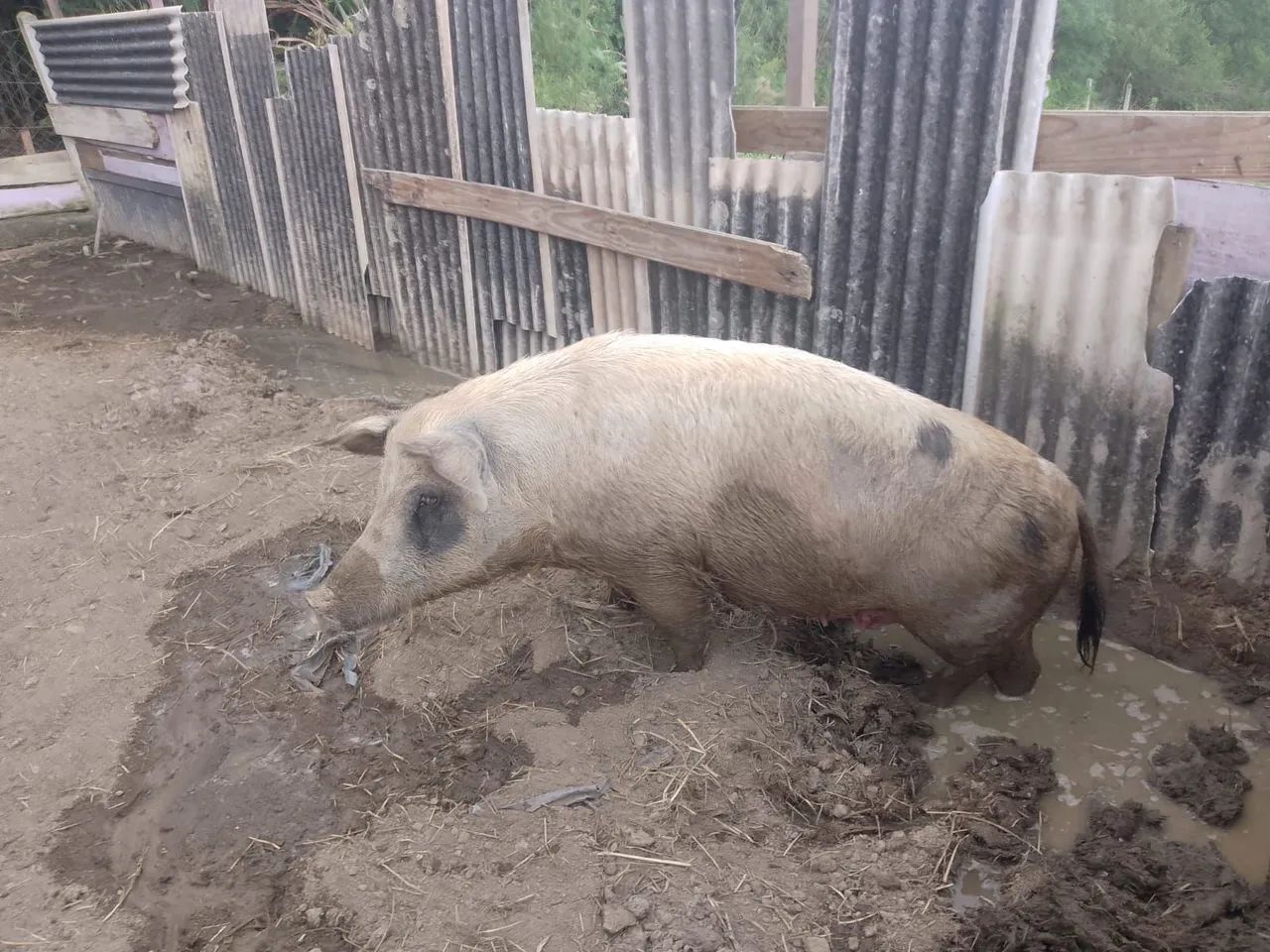 Porca para venda - Foto 3