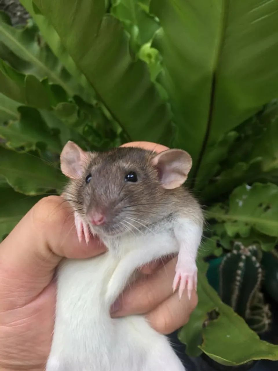 rato twister/dumbo - Foto 4