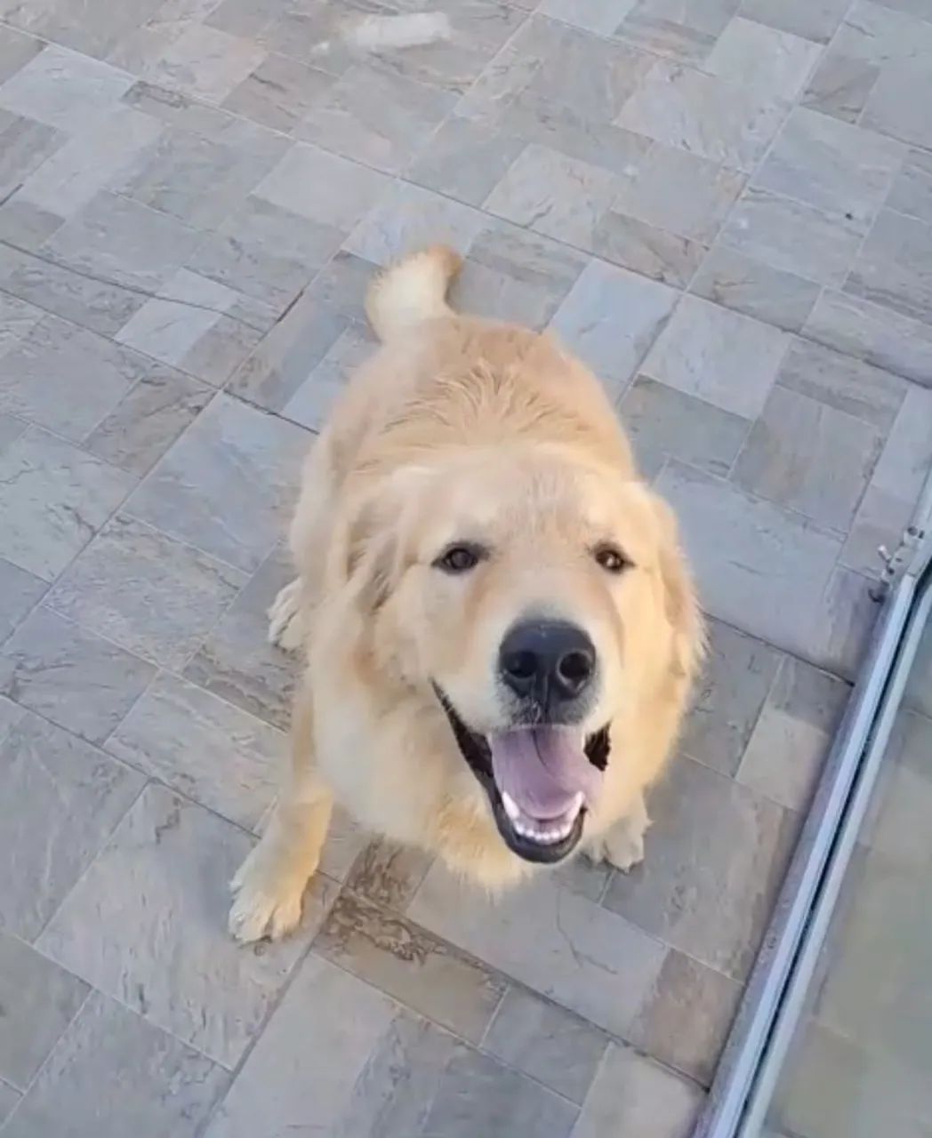 Golden Retriever. Dez meses  - Foto 4