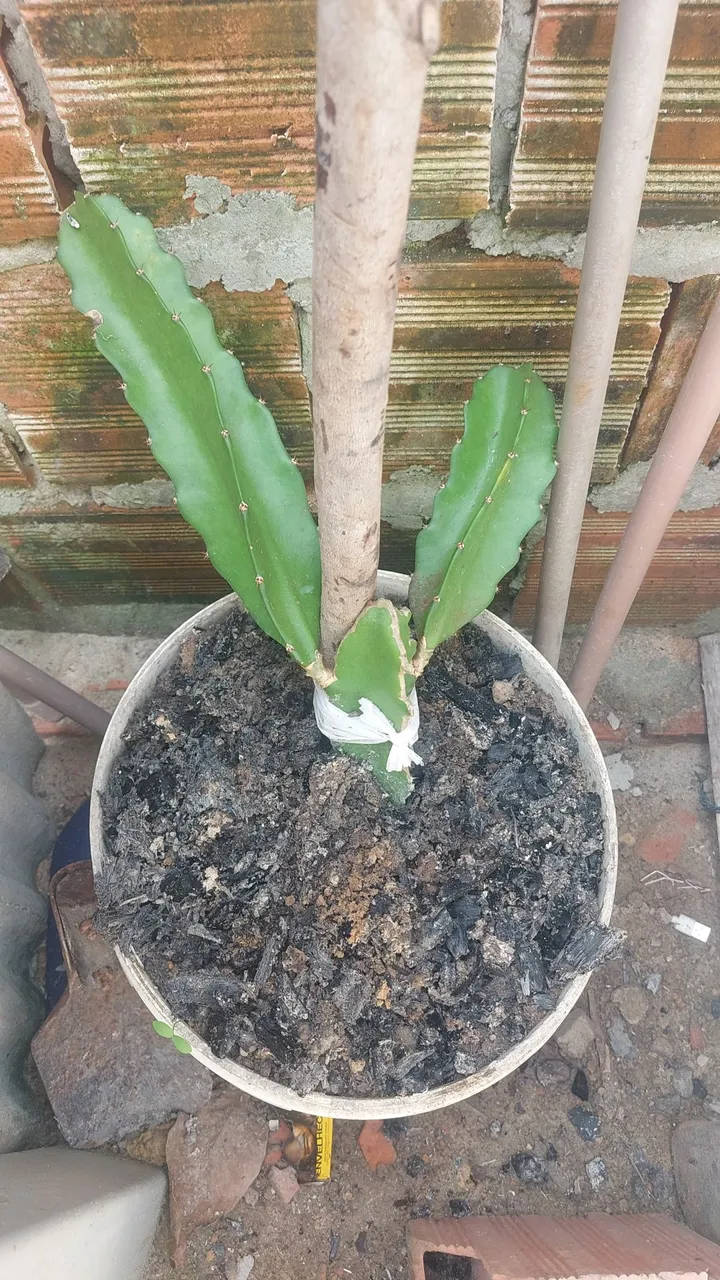Muda de Pitaia Enraizada