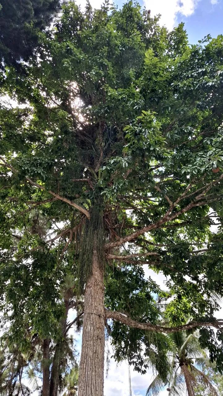 Vendo Árvore de madeira de Lei para Mesas - Foto 3