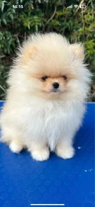 Spitz Alemão Bolinhas de Energia e Amor! - Foto 2