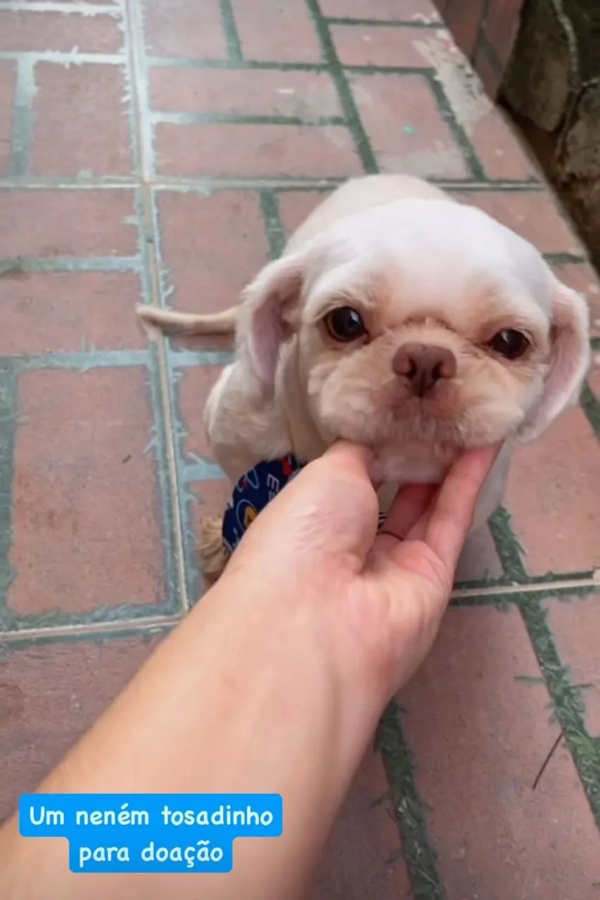 Shih tzu exotico todo vacinado 1 ano - Foto 4