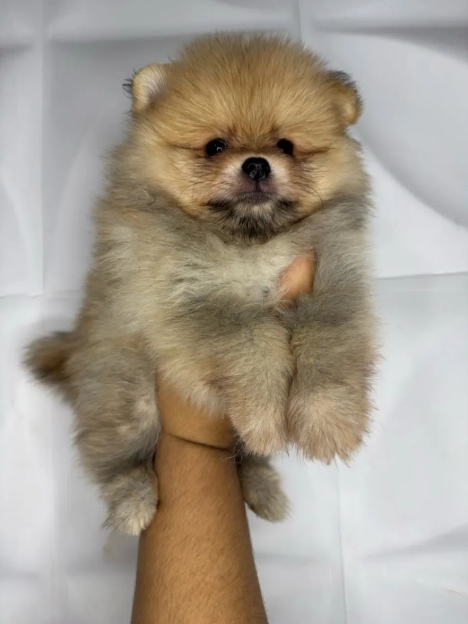 Filhote Spitz Alemão/Lulu da Pomerânia - Foto 6