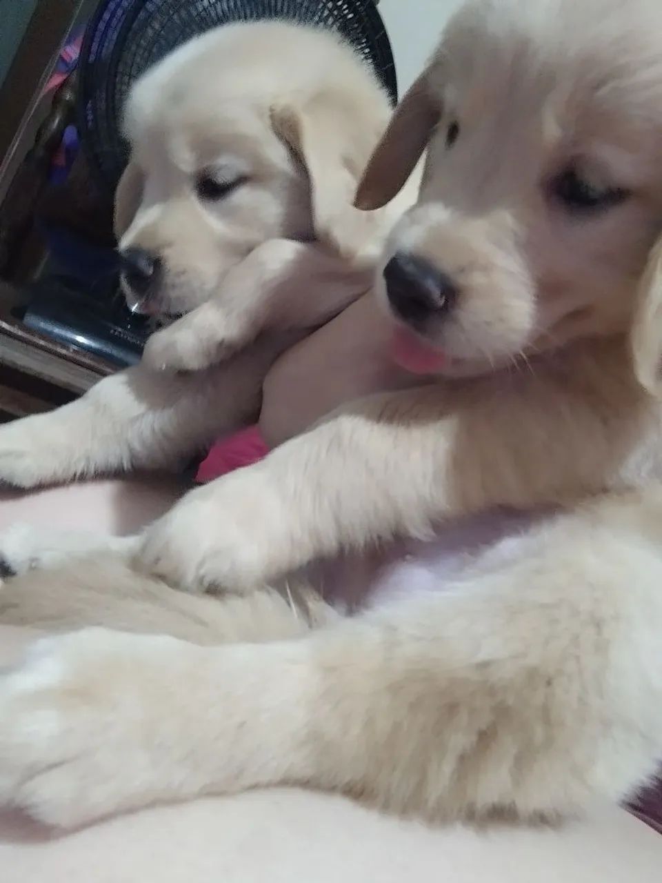 Golden Retriever  - Foto 5