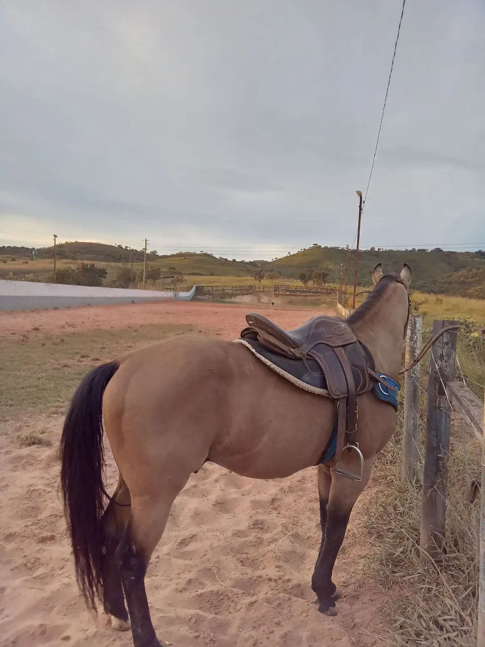 Cavalo de esteira - Foto 3