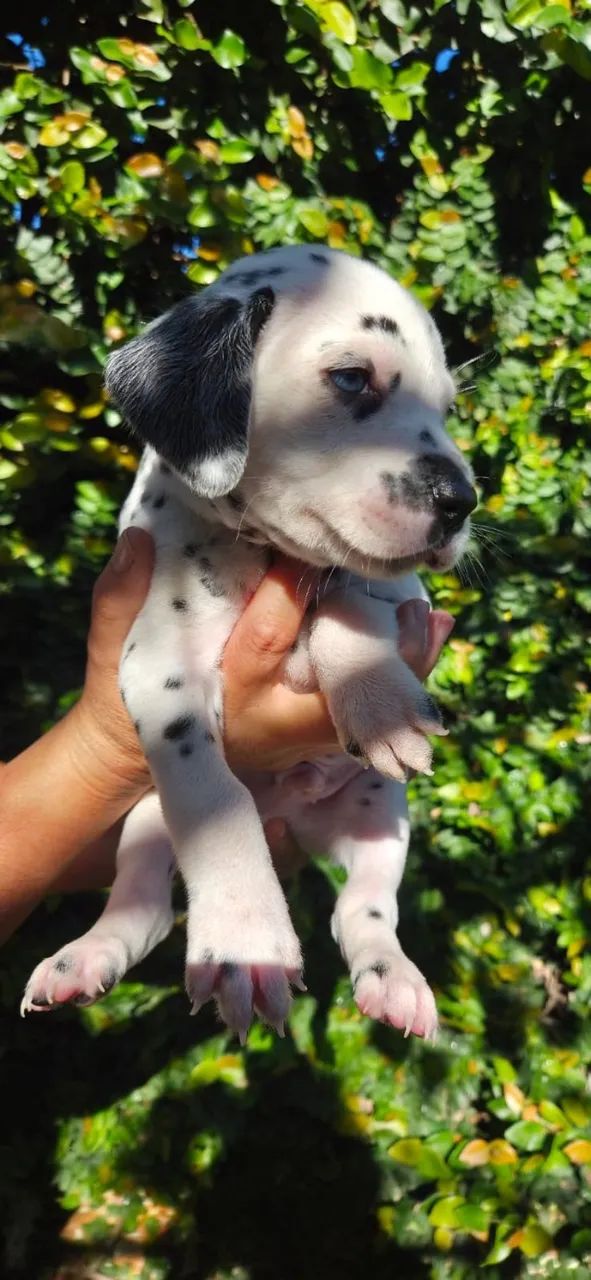 Filhotes de Dalmata puros - Foto 5