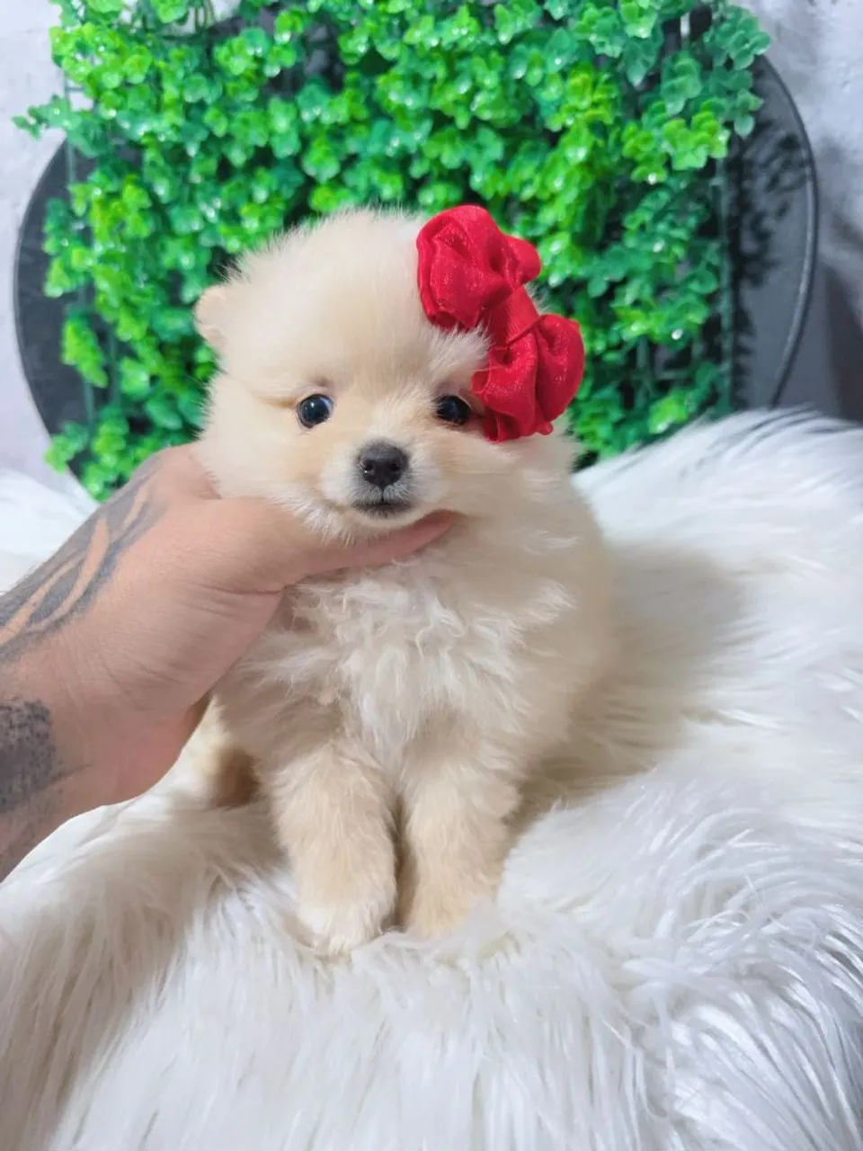 Filhote de Spitz Alemão - Fofo e Charmoso!