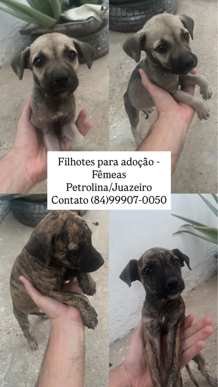 Filhotes Fêmeas para Adoção - Petrolina/Juazeiro